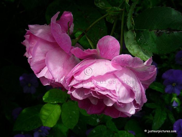 Reine des Violettes