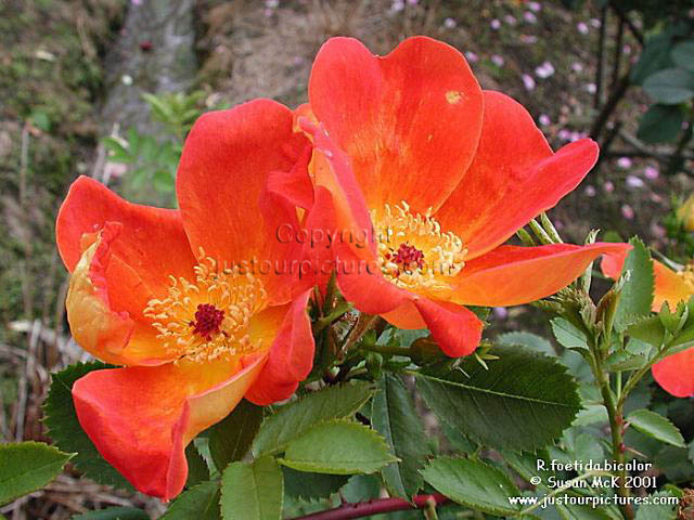 Rosa foetida bicolor