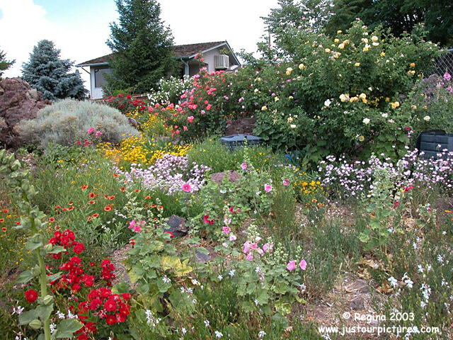 rose garden with companion plants