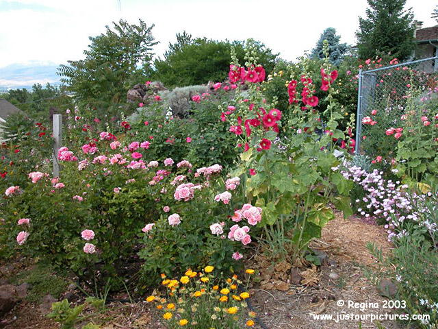 hollyhock heaven garden