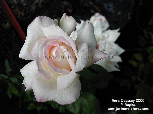 Rose Odyssey 2000