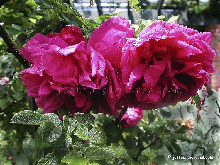 Roseraie de l'Hay rose