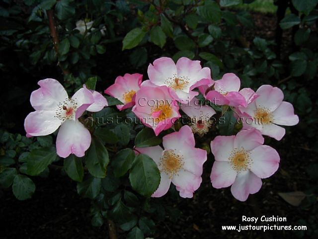 Rosy Cushion