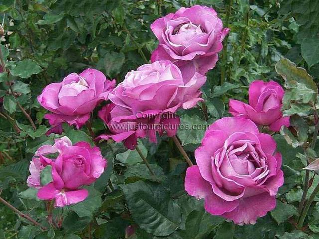 Royal Amethyst rose