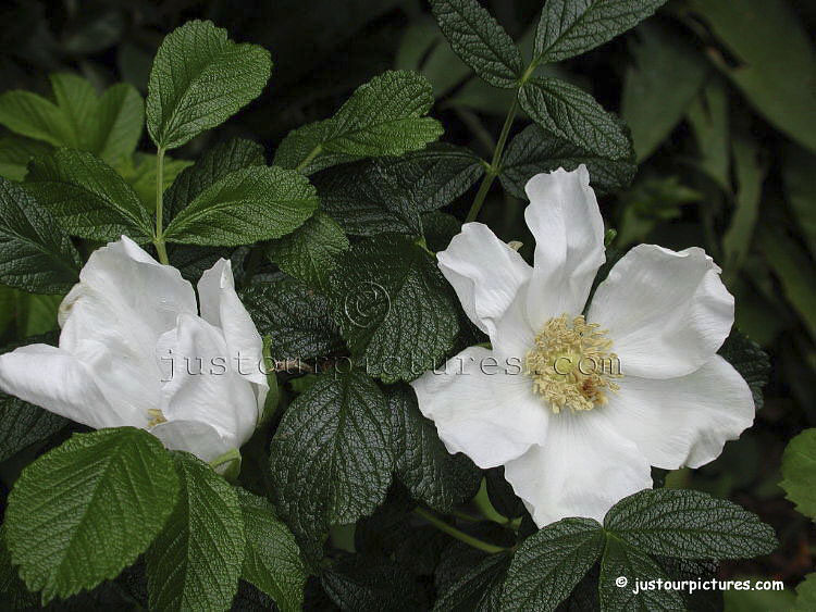 Rosa Rugosa Alba