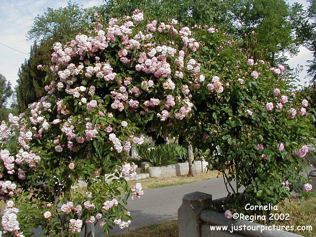 Cornelia Rose Bush