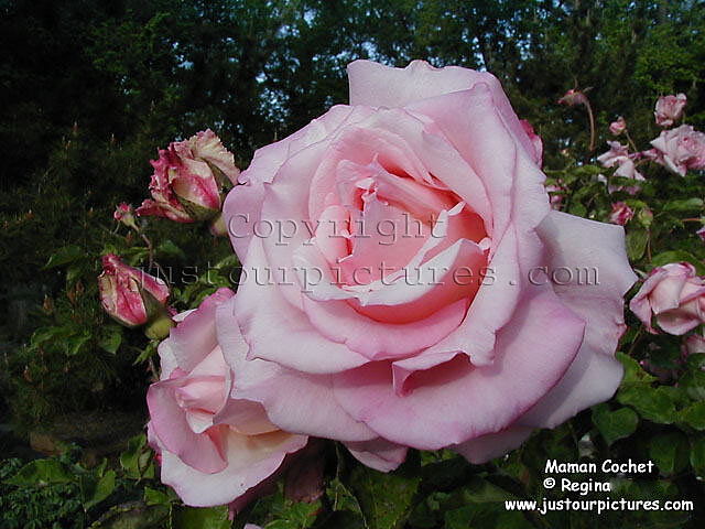 Maman Cochet rose