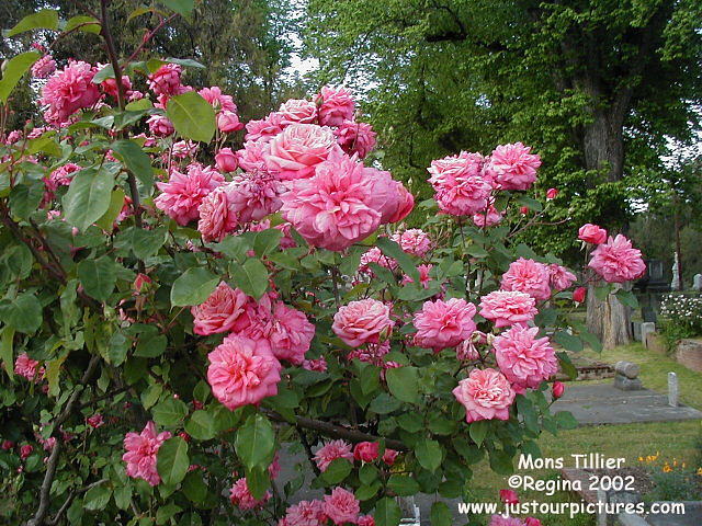 Mons Tillier rose bush