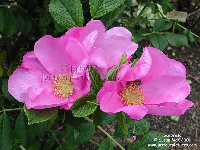 Scabrosa rose