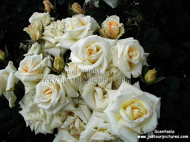 white patio rose