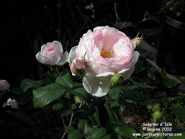 Scepter d'Isle rose