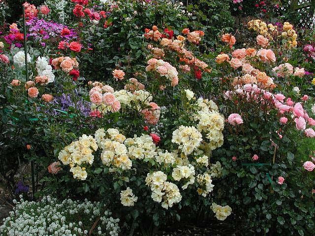  mix of roses in a bed