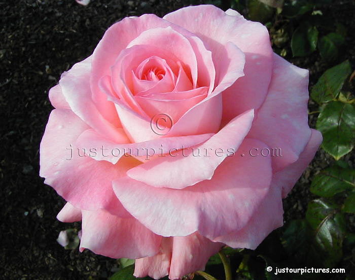sheer-elegance-rose