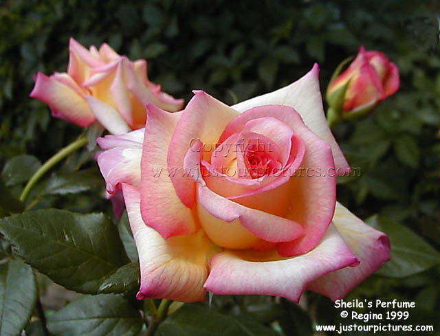 Sheila's Perfume rose
