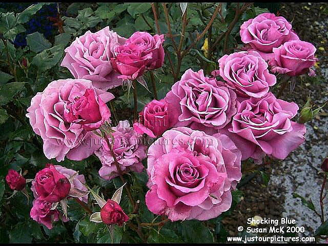 Shocking Blue rose