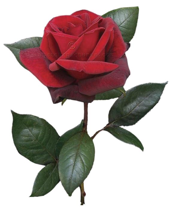 single-red-rose.png