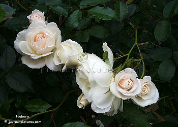 spray of Iceberg roses