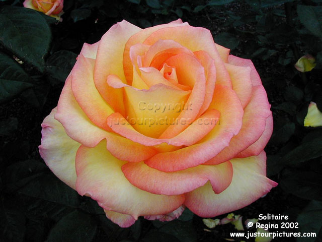 Solitaire rose