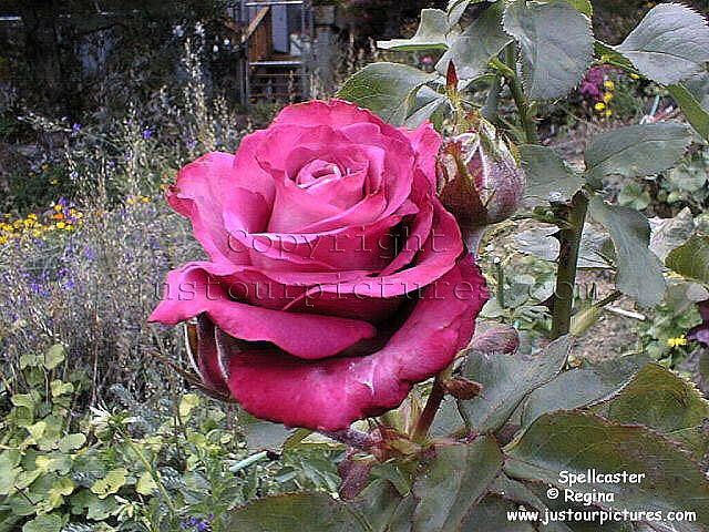 Spellcaster rose