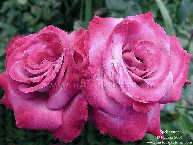 Spellcaster rose