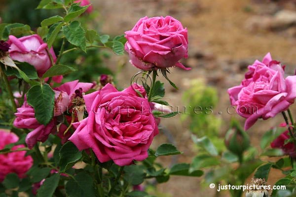 Stammler rose