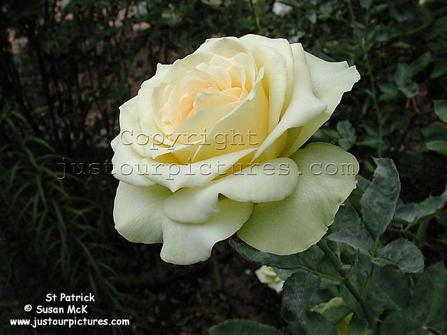 St Patrick rose