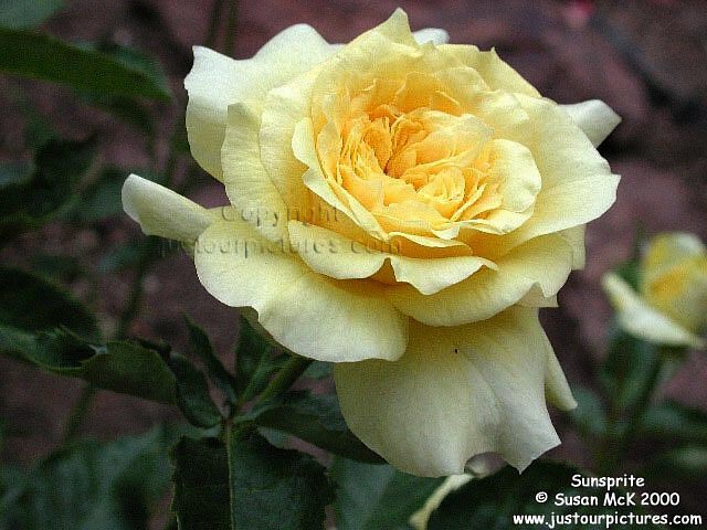 Sunsprite rose