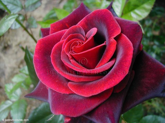 Taboo among the darkest of dark red roses Nice material for a rose