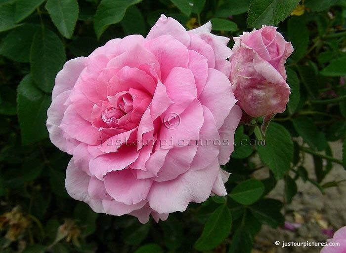 The Mayflower rose