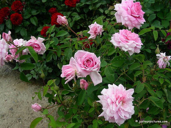 The Mayflower rose shrub