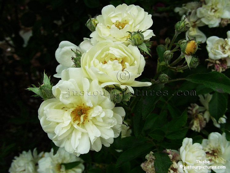 thisbe-rose-close-up