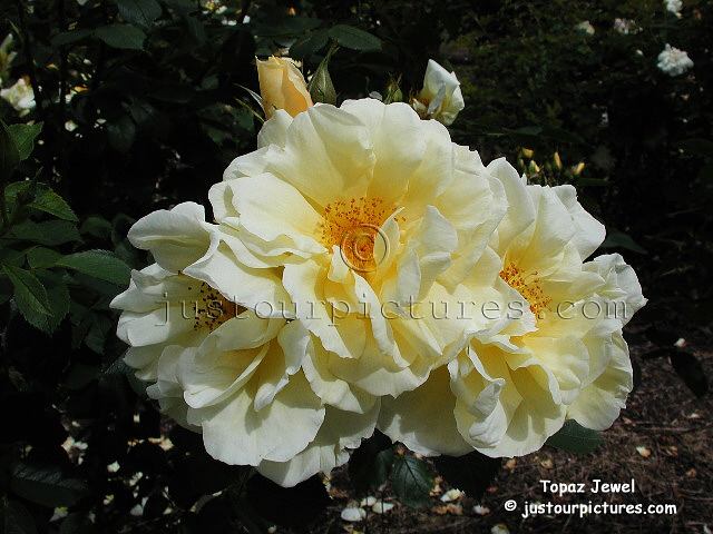 Topaz Jewel rose