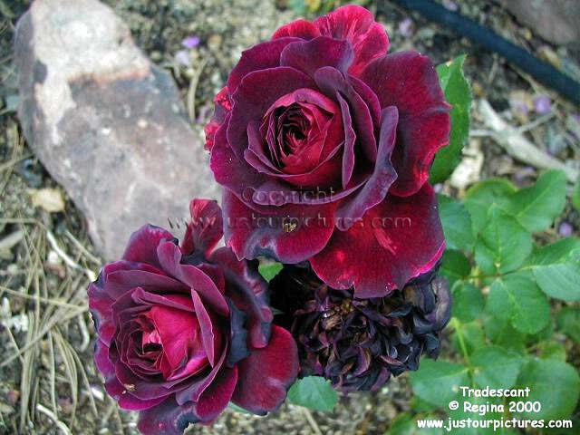 Tradescant rose