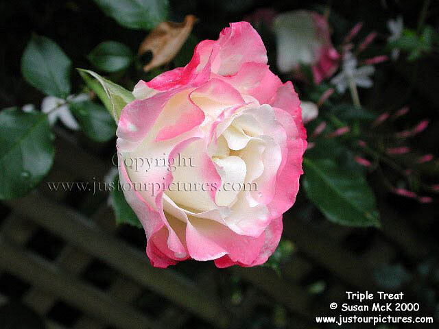 Triple Treat rose