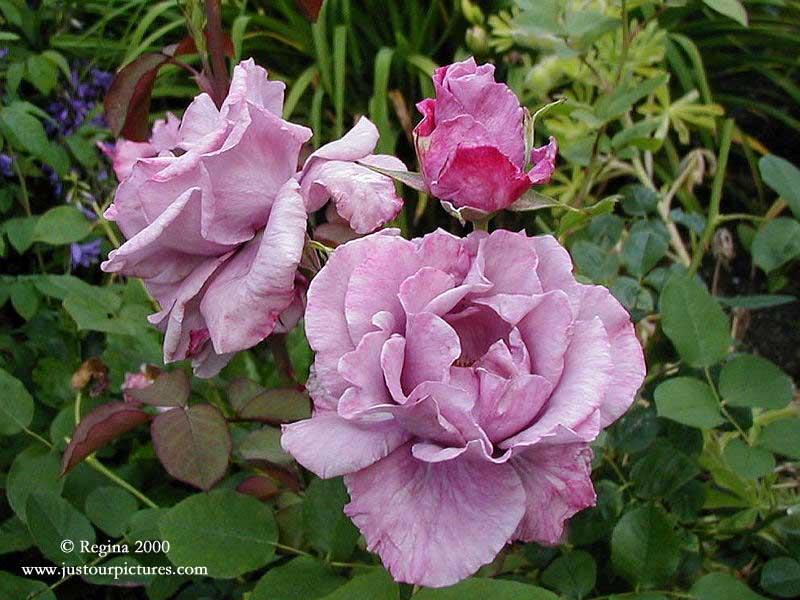 unknown mauve rose