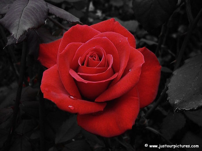free red rose free red rose