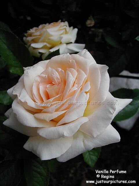 Vanilla Perfume rose