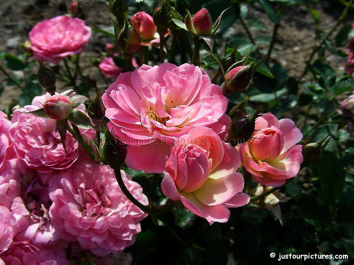 Walferdange roses