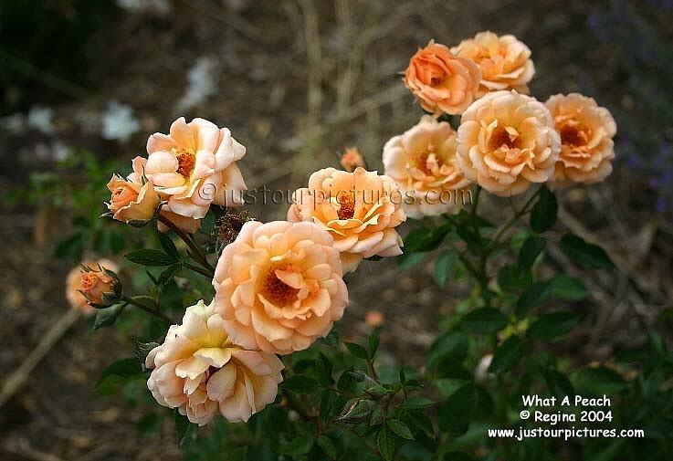 What A Peach rose