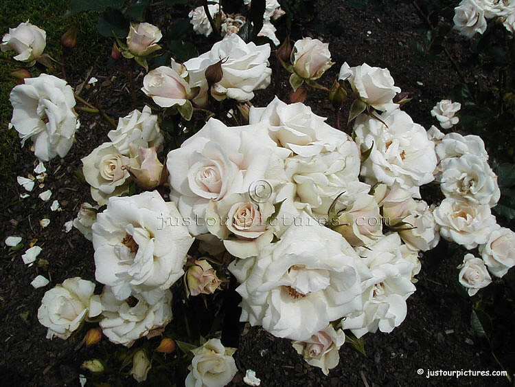     2017 -      white_roses_1.jpg