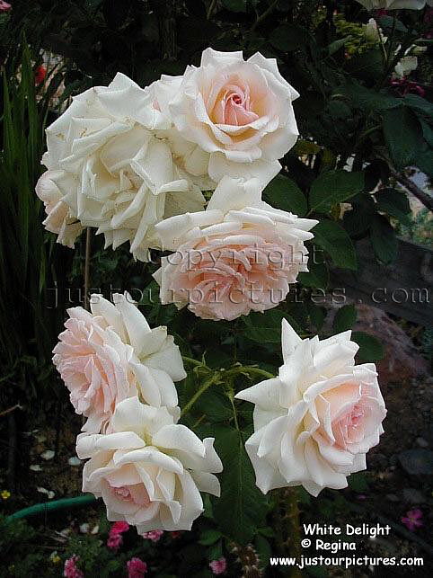 white-delight-rose