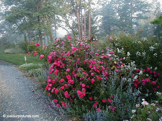 William Baffin rose bush