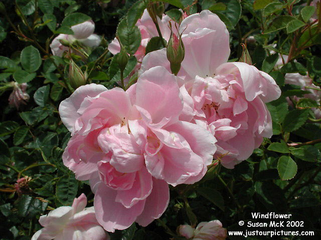 Windflower rose