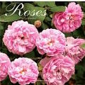 Graphique de France rose calendar