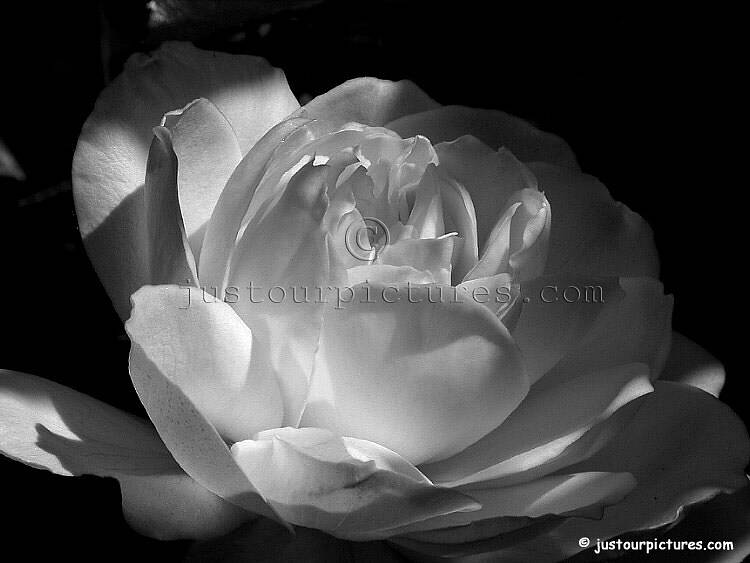 black and white rose