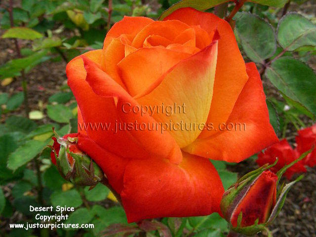 orange rose bushes