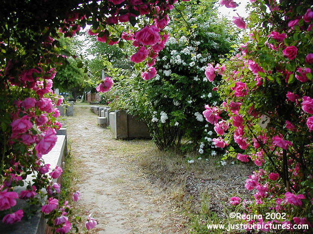 http://www.justourpictures.com/roses/popimgs/climbing-rose.jpg