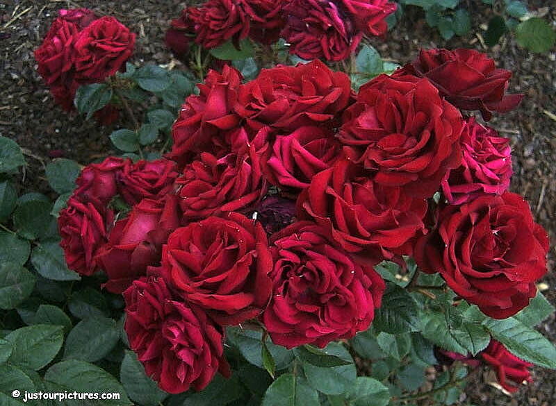 С днем рождения, Maisy! - Страница 3 Cluster-of-red-roses