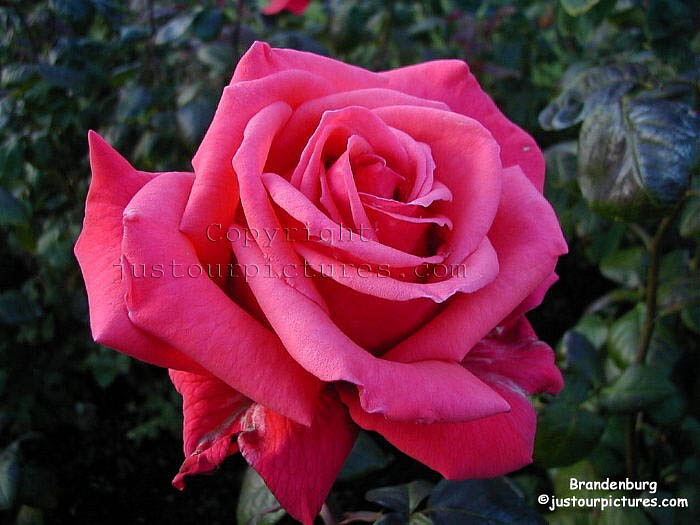 flowers roses pink. Deep Pink Rose