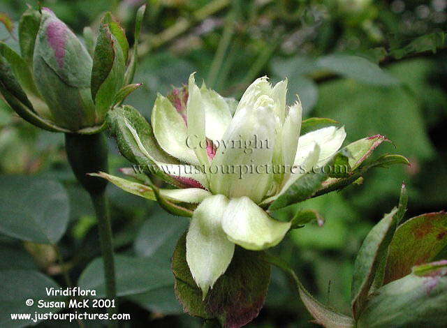 green rose bushes